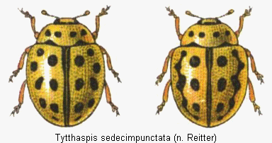 tytthaspis_sedecimpunctata_hab.gif