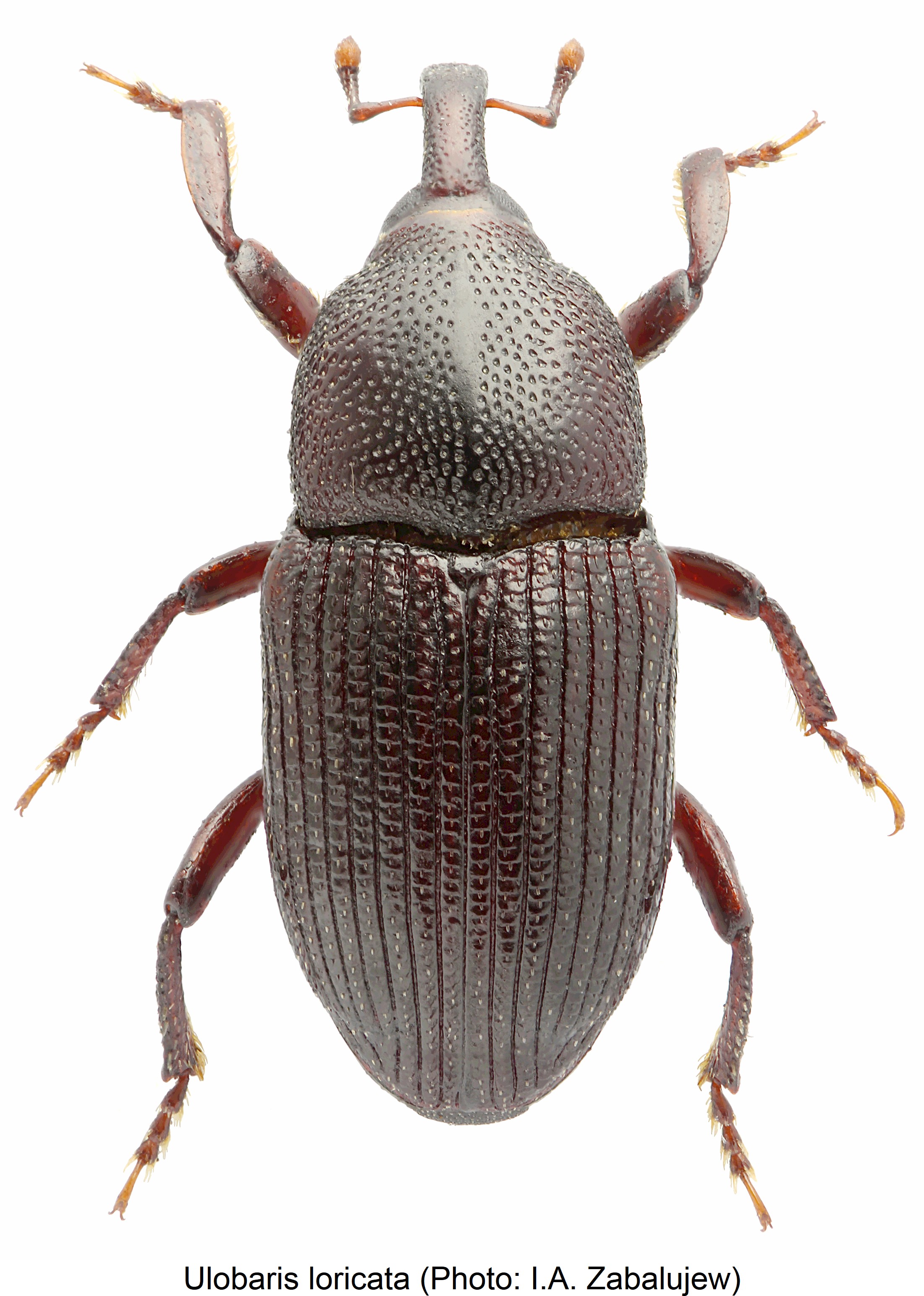 ulobaris_loricata_hab.jpg