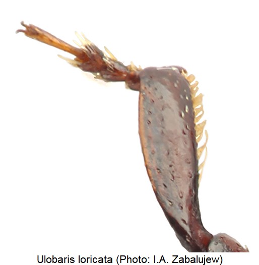 ulobaris_loricata_vtr.jpg