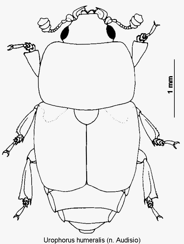 urophorus_humeralis_hab.gif