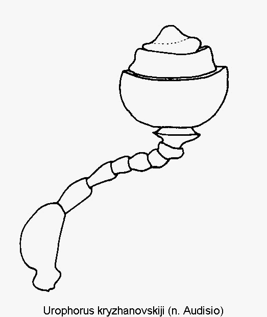 urophorus_kryzhanovskiji_f.gif