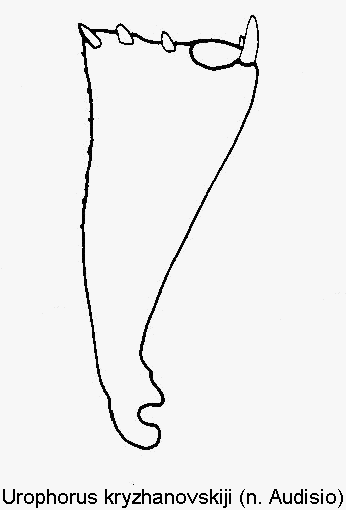 urophorus_kryzhanovskiji_vschn.gif
