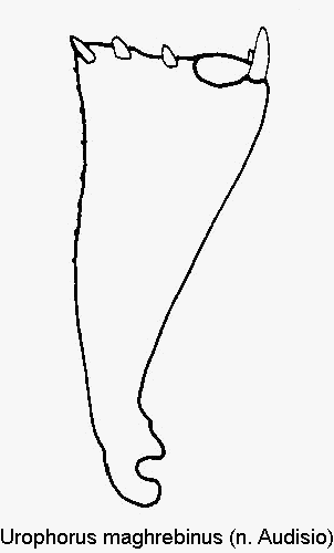 urophorus_maghrebinus_vschn.gif