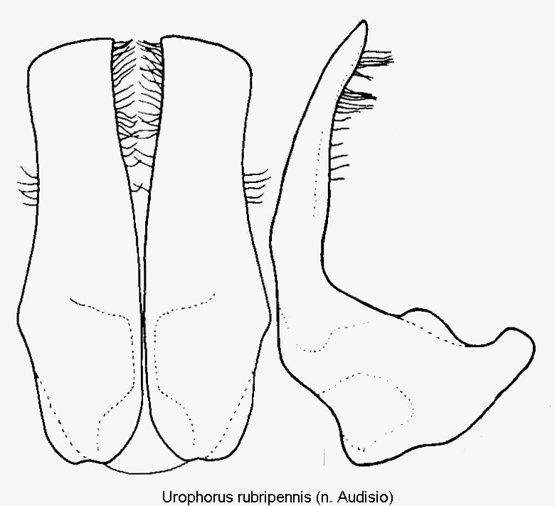 urophorus_rubripennis1.gif