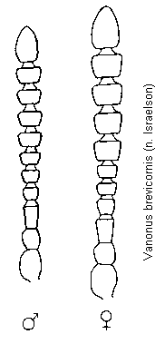 vanonus_brevicornis_f.gif