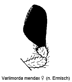 variimorda_mendax_w_ts.gif