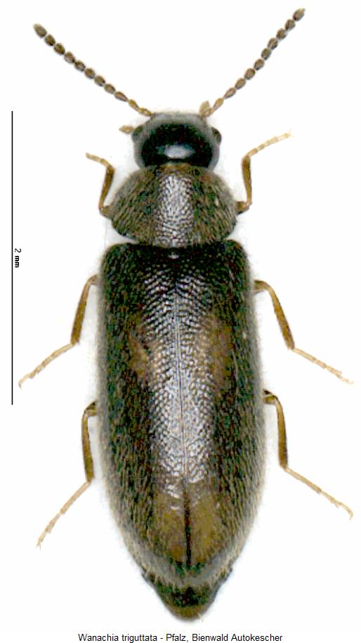 wanachia_triguttata_hab.jpg