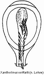 xantholinus_coiffaiti.jpg