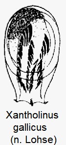 xantholinus_gallicus1.jpg
