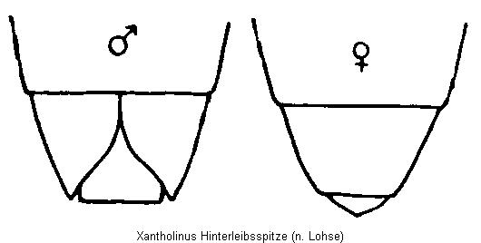 xantholinus_hinterleibsspitze.jpg