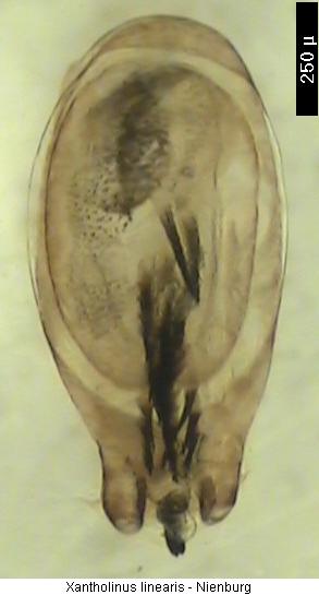 xantholinus_linearis.jpg