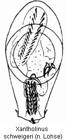 xantholinus_schweigeri.jpg