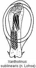 xantholinus_sublinearis.jpg