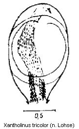 xantholinus_tricolor1.jpg