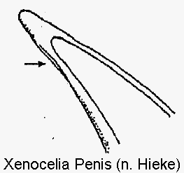 xenocelia_penis.gif