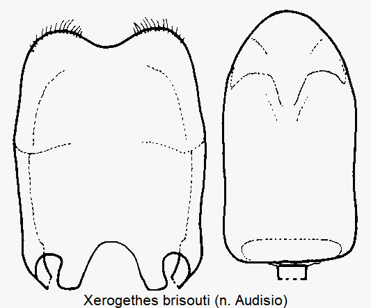 xerogethes_brisouti.gif