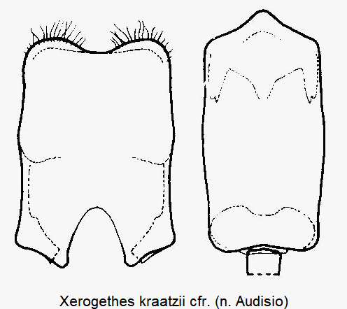 xerogethes_kraatzii.gif