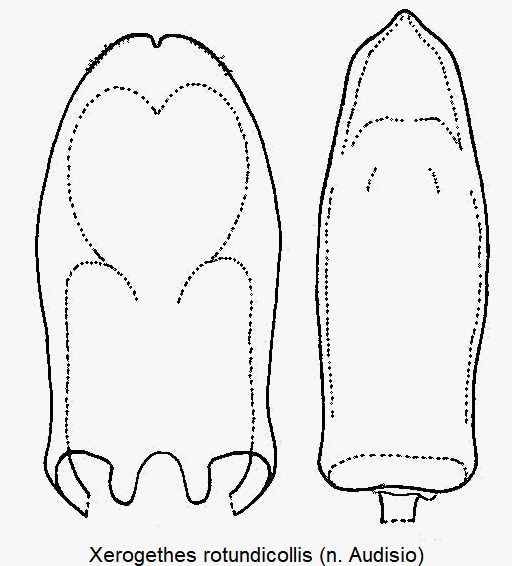 xerogethes_rotundicollis.gif