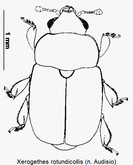 xerogethes_rotundicollis_hab.gif