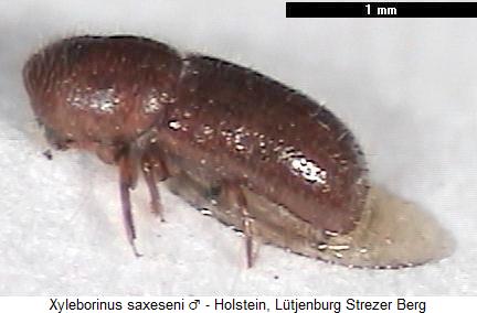 xyleborinus_saxeseni_habm.jpg