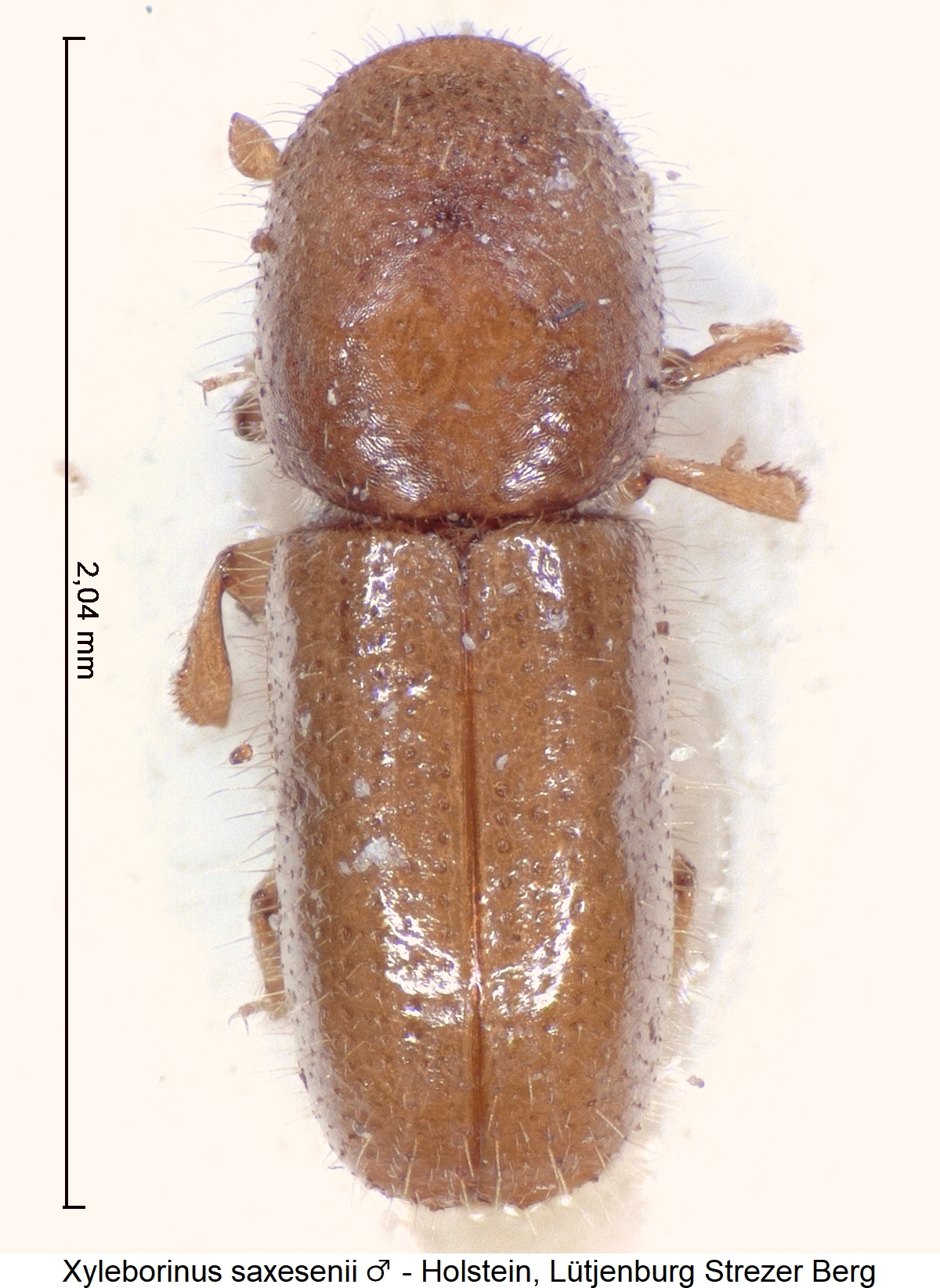 xyleborinus_saxesenii_m_hab.jpg