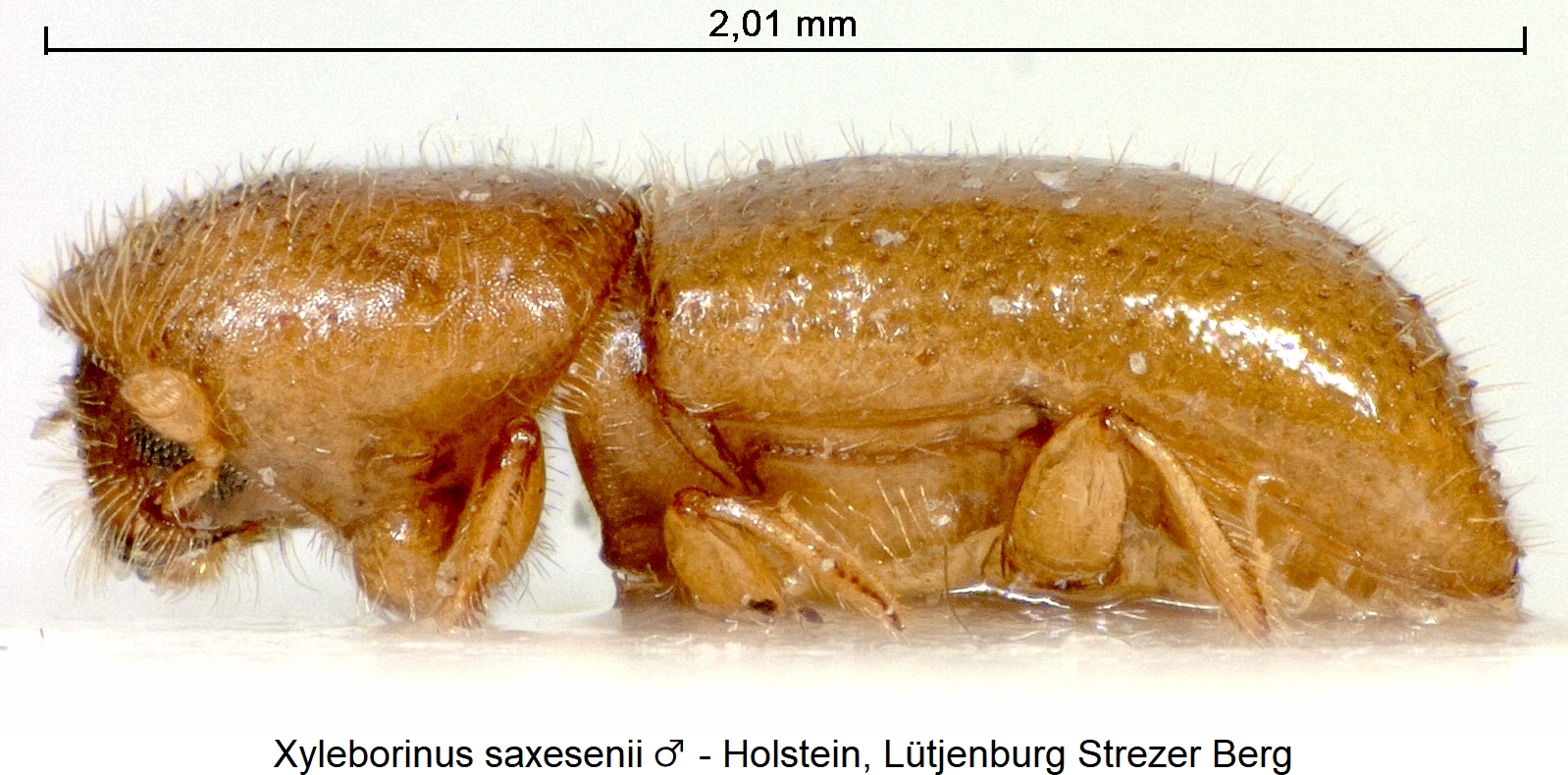 xyleborinus_saxesenii_m_sa.jpg
