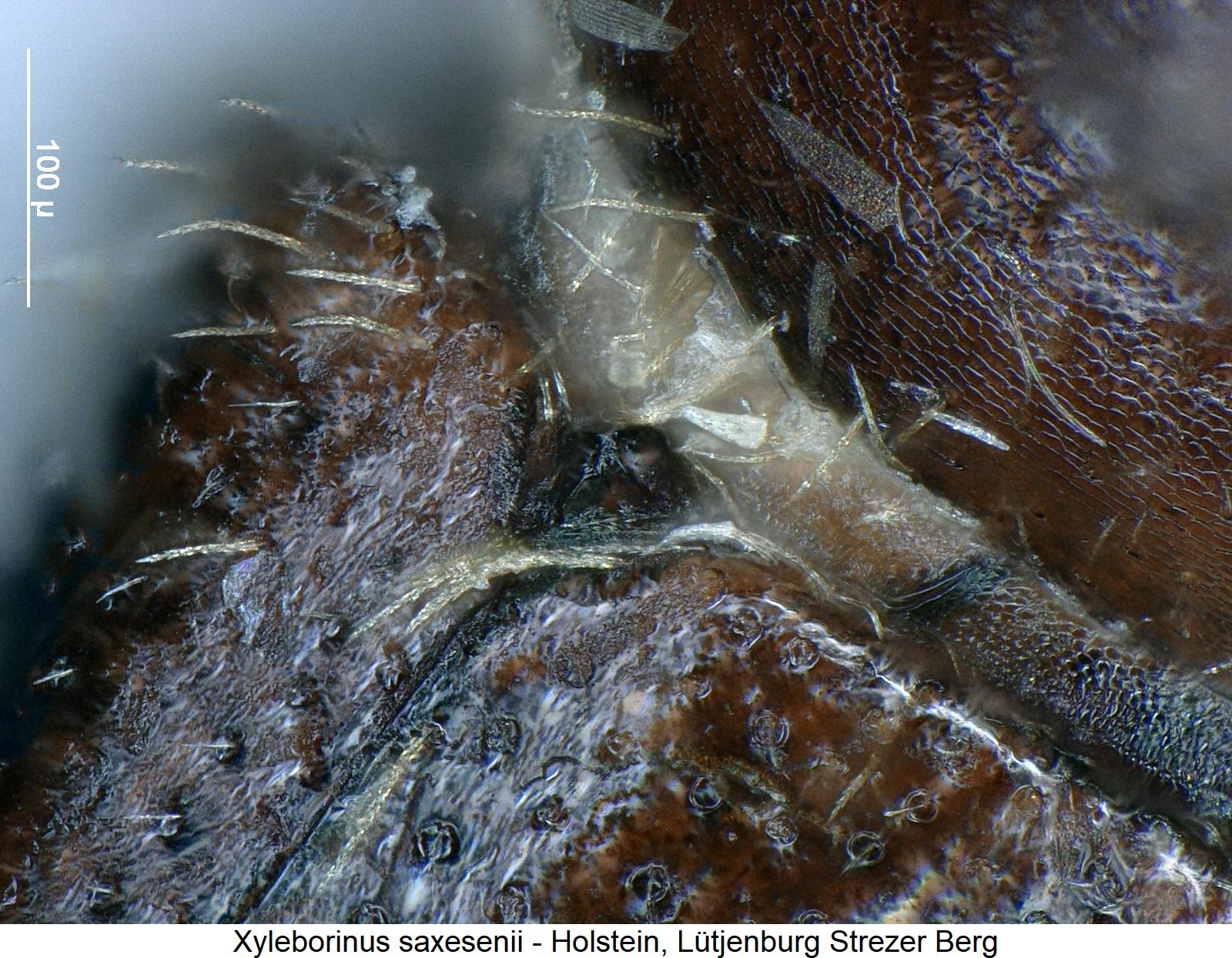 xyleborinus_saxesenii_scut.jpg