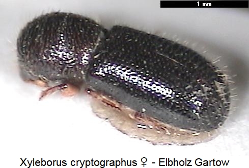 xyleborus_cryptographus_hab.jpg