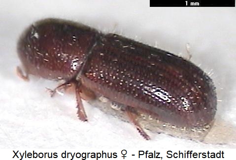 xyleborus_dryographus_hab.jpg