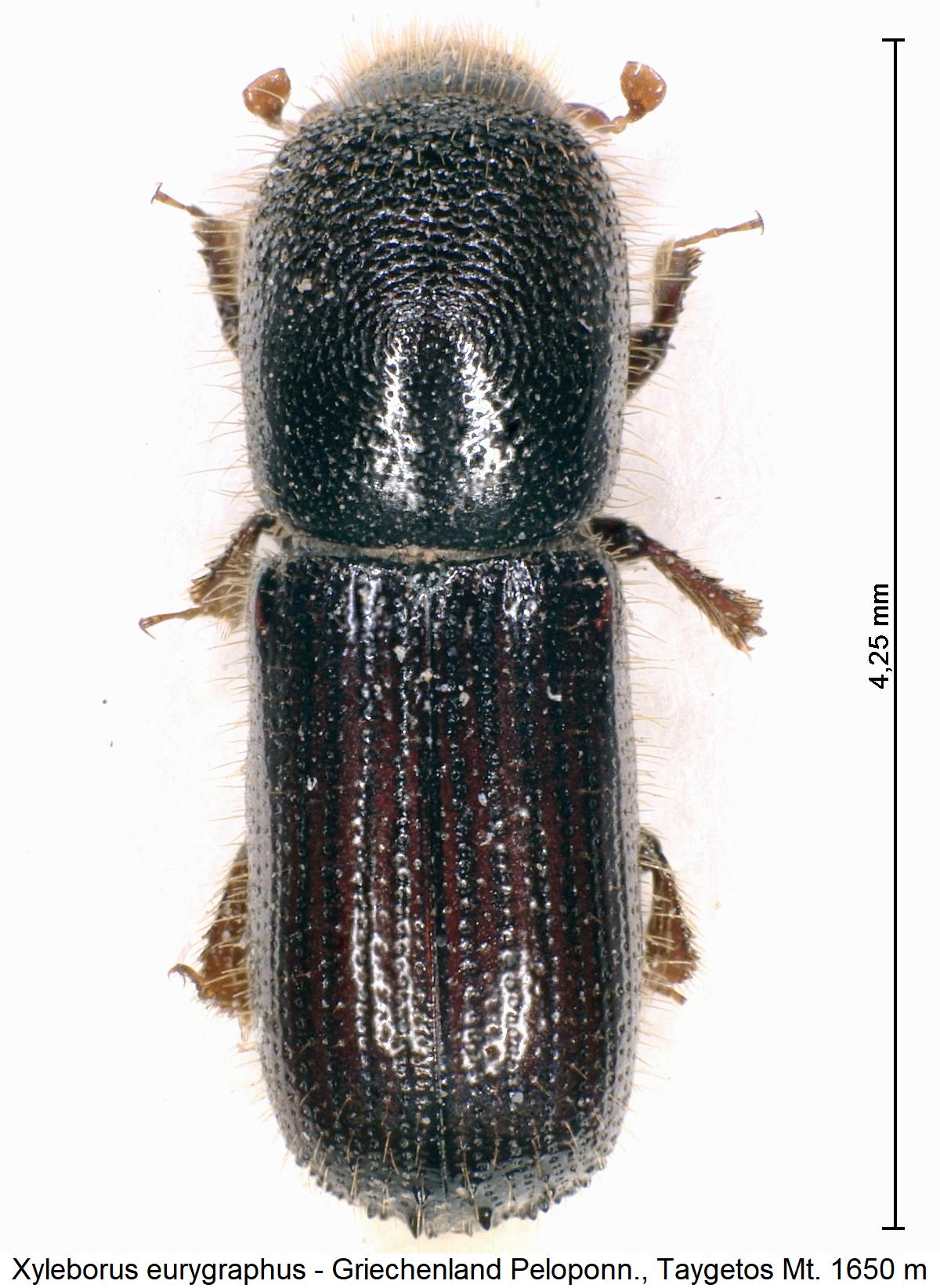 xyleborus_eurygraphus_hab1.jpg