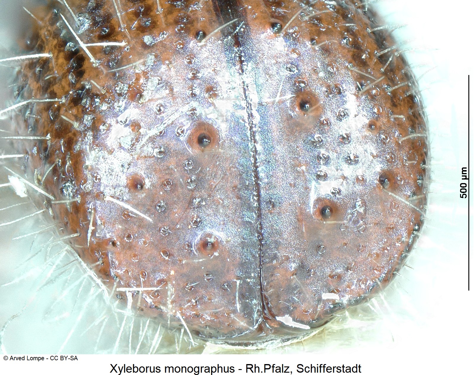 xyleborus_monographus_ck19476_dec.jpg