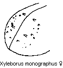xyleborus_monographus_fld.gif