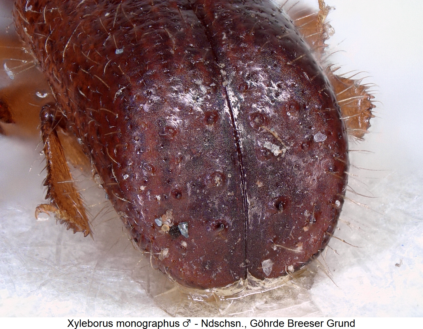 xyleborus_monographus_m_hlb.jpg