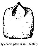 xyleborus_pfeili_hsch.gif