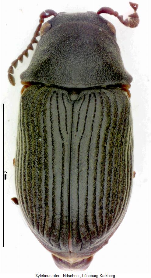 xyletinus_ater_hab.jpg