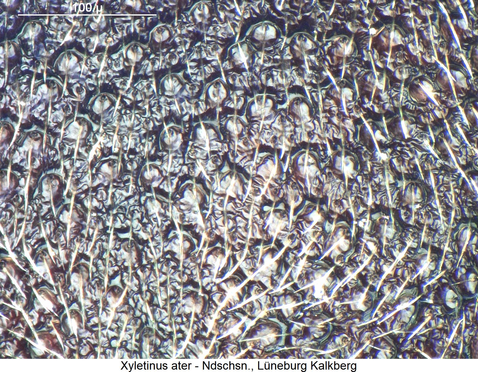 xyletinus_ater_ms.jpg
