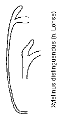 xyletinus_distinguendus_gb.gif