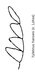 xyletinus_hanseni_f.gif