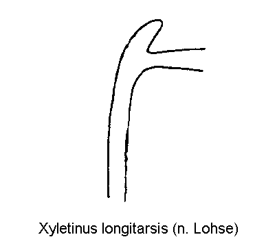 xyletinus_longitarsis_genitalbuegel1.gif