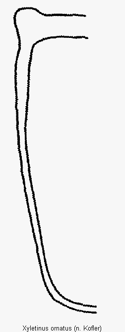 xyletinus_ornatus_mas.gif