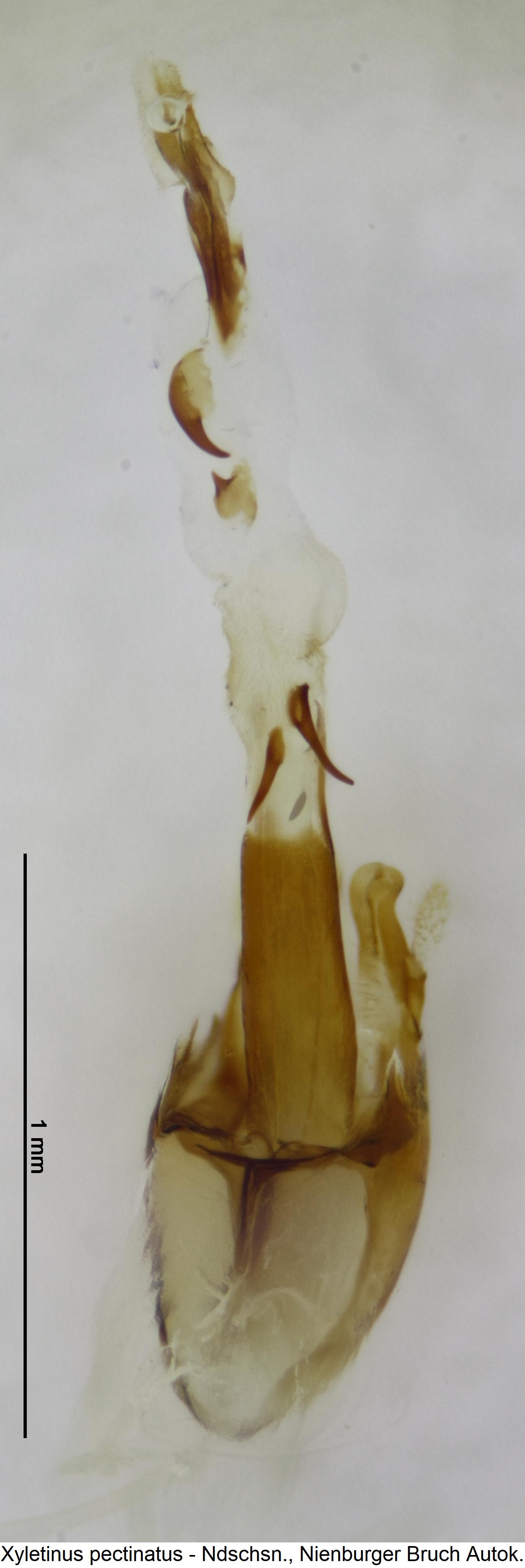 xyletinus_pectinatus.jpg