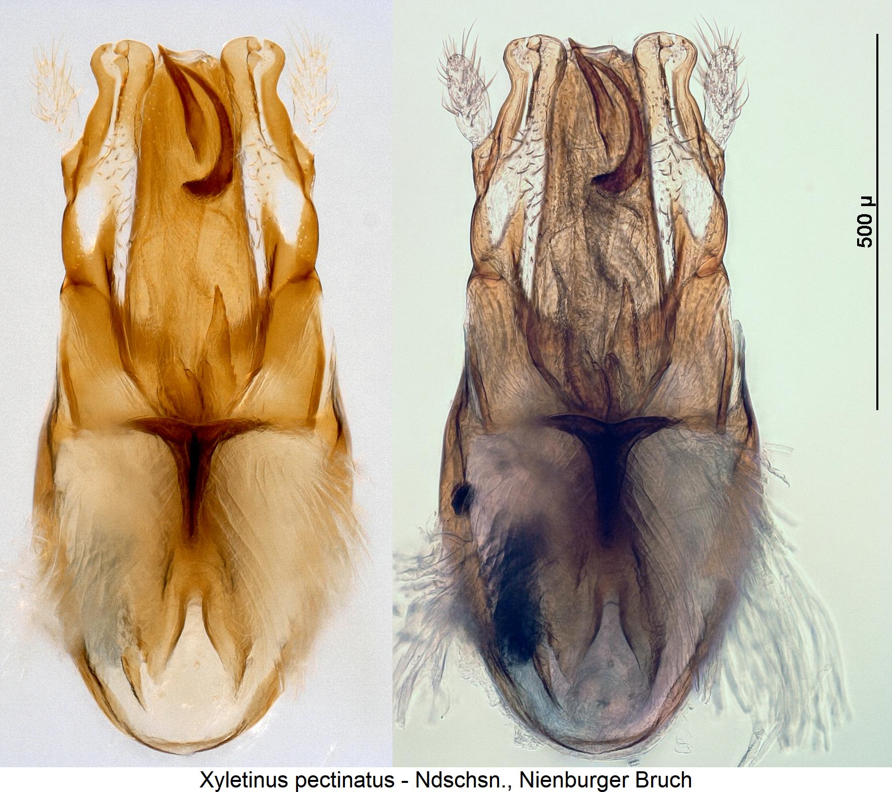 xyletinus_pectinatus1.jpg