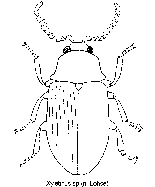 xyletinus_sp_hab.gif