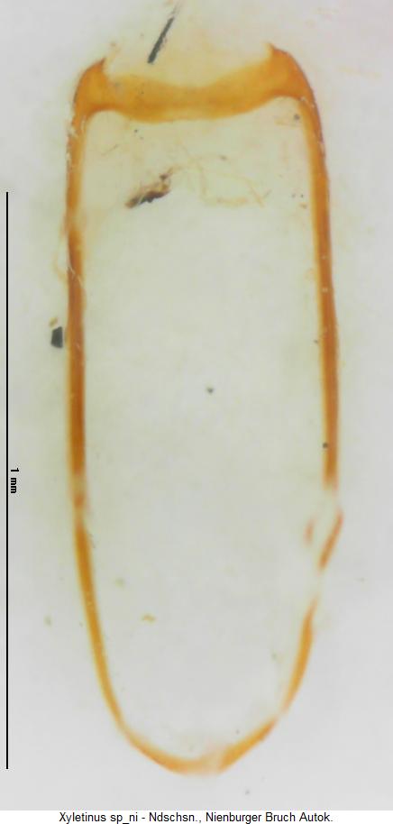 xyletinus_sp_ni_genitalbuegel.jpg