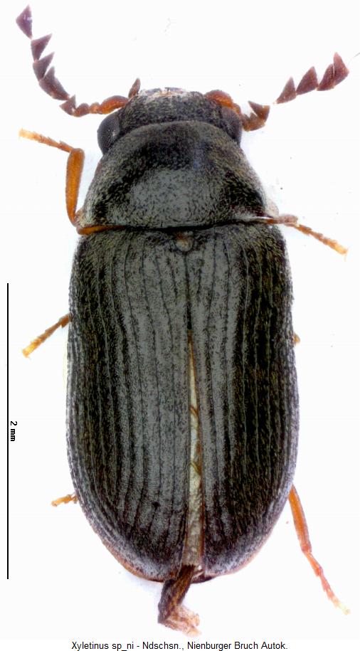 xyletinus_sp_ni_hab.jpg