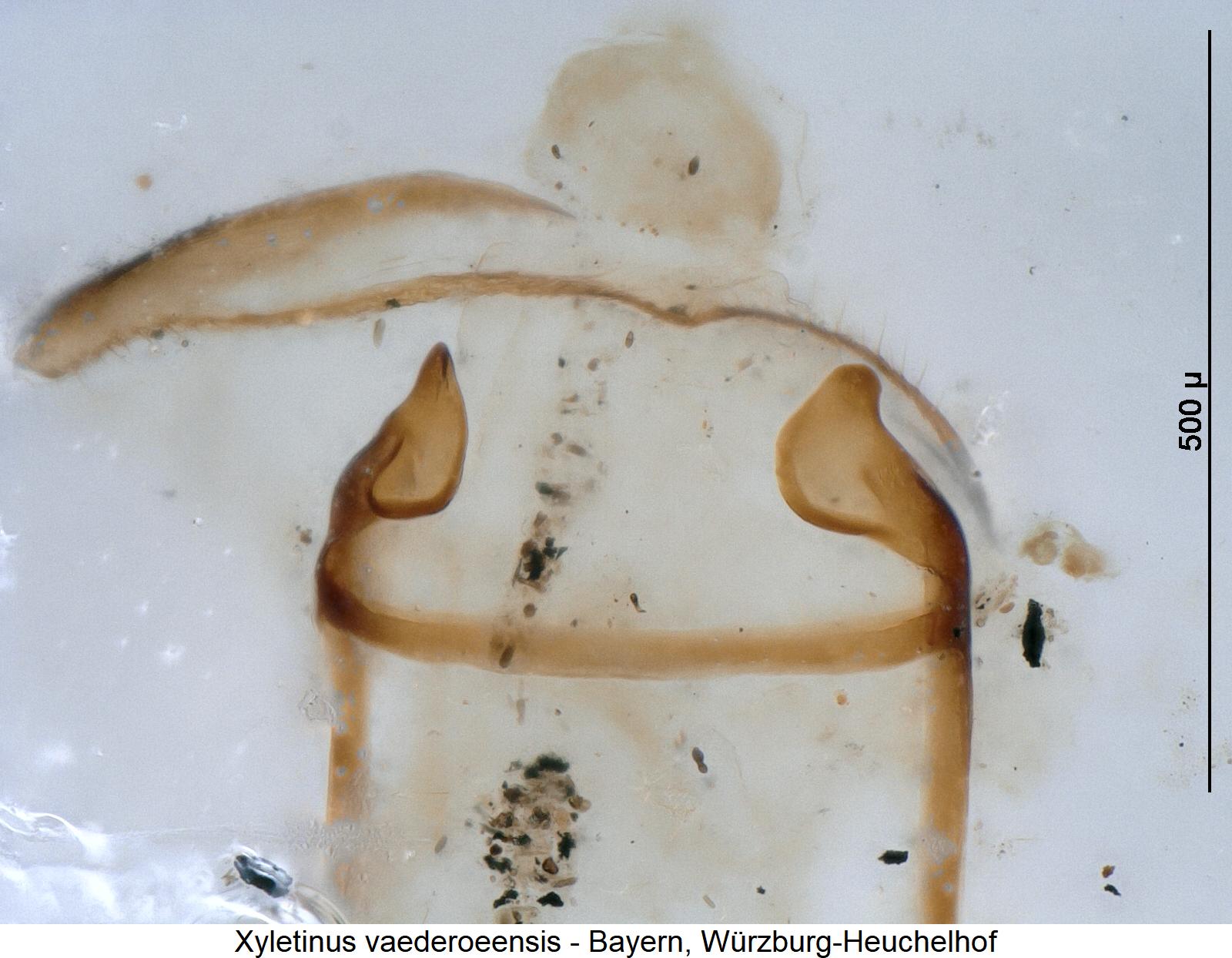 xyletinus_vaederoeensis_genitalbuegel2.jpg