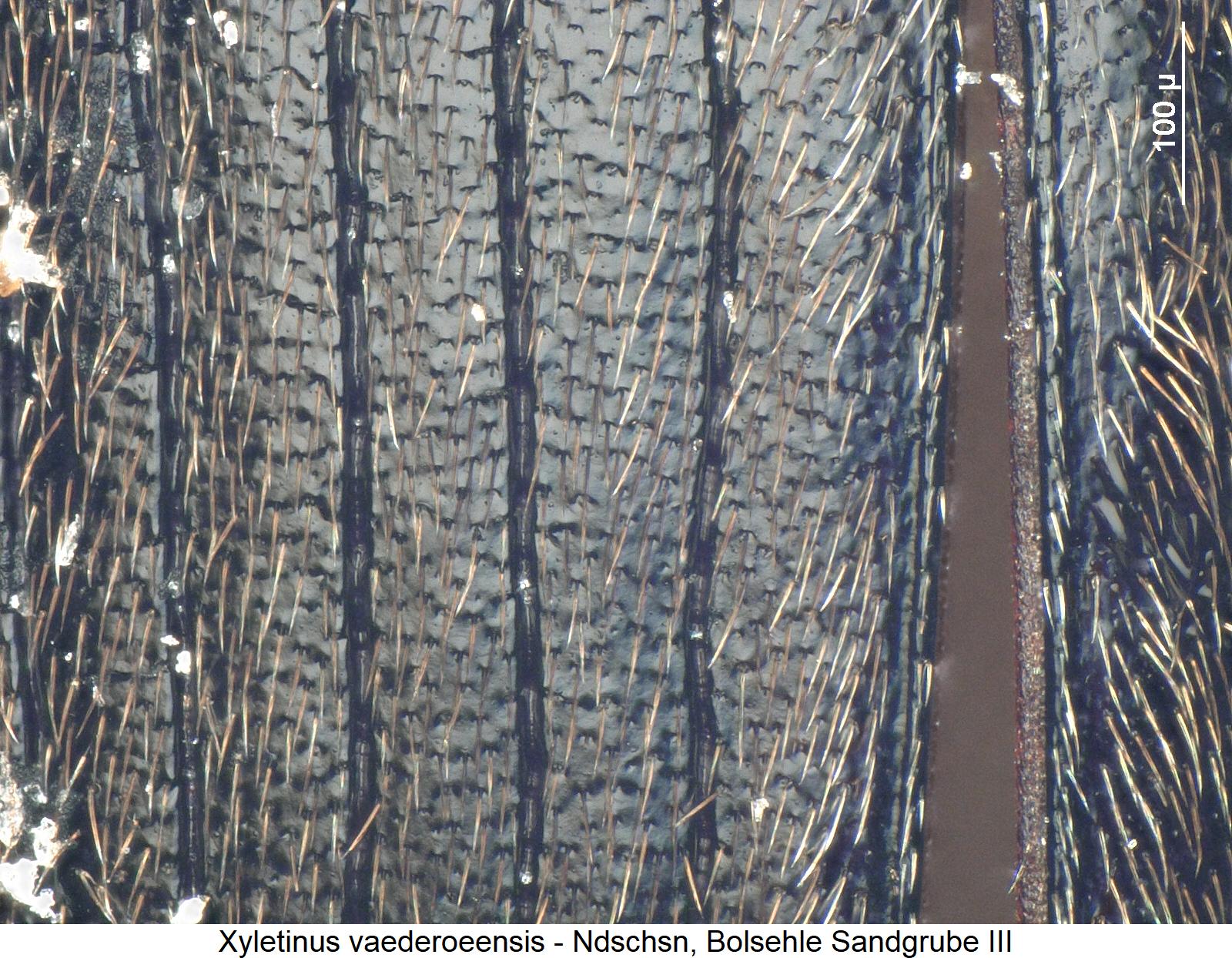 xyletinus_vaederoeensis_ms.jpg