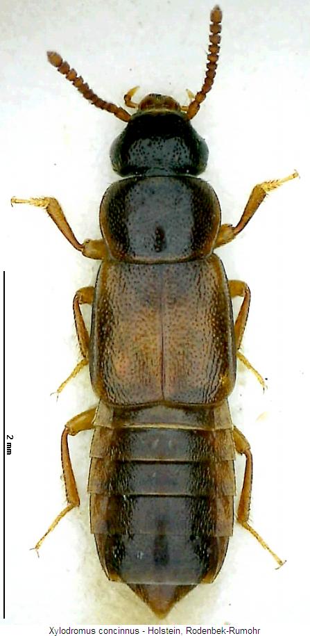 xylodromus_concinnus_hab.jpg