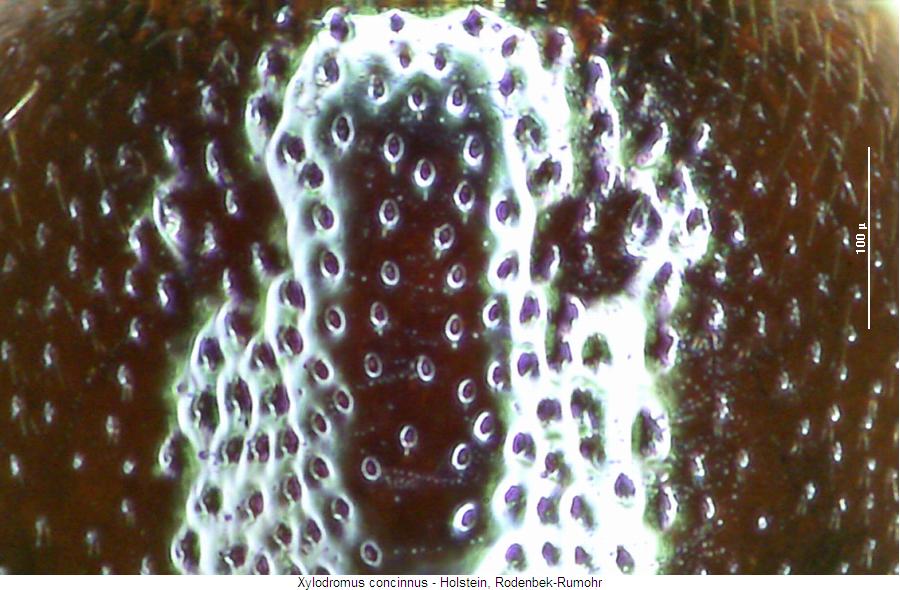 xylodromus_concinnus_ms.jpg