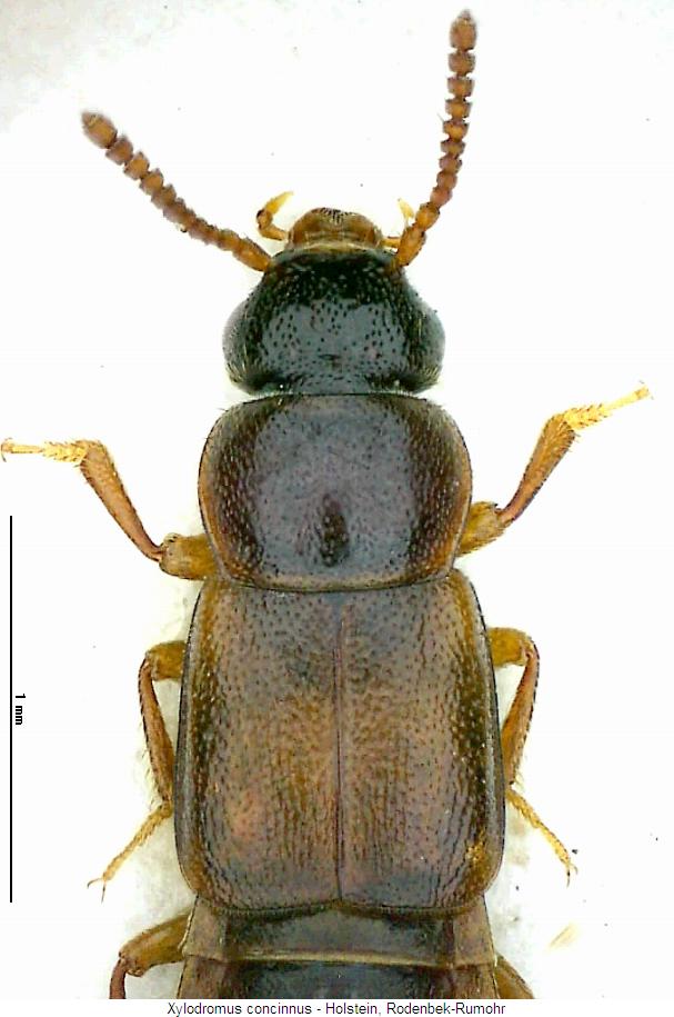 xylodromus_concinnus_vk.jpg